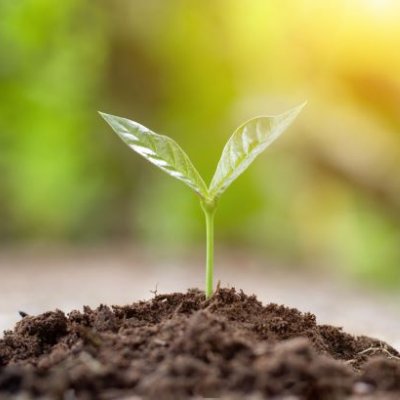 a small plant with two leaves sprouts from a pile of brown soil